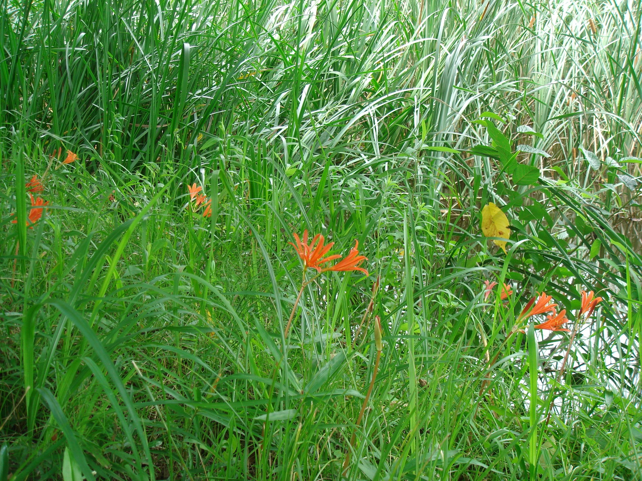 Lycoris sanguinea Maximovicz